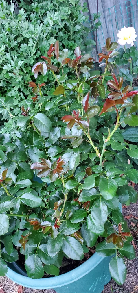 Veranda Mango image indicator(3)