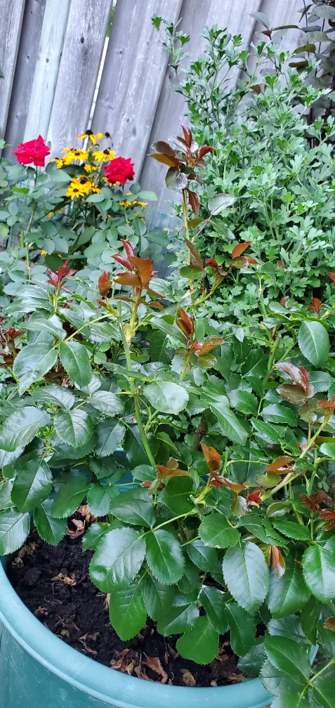 Veranda Mango image indicator(4)