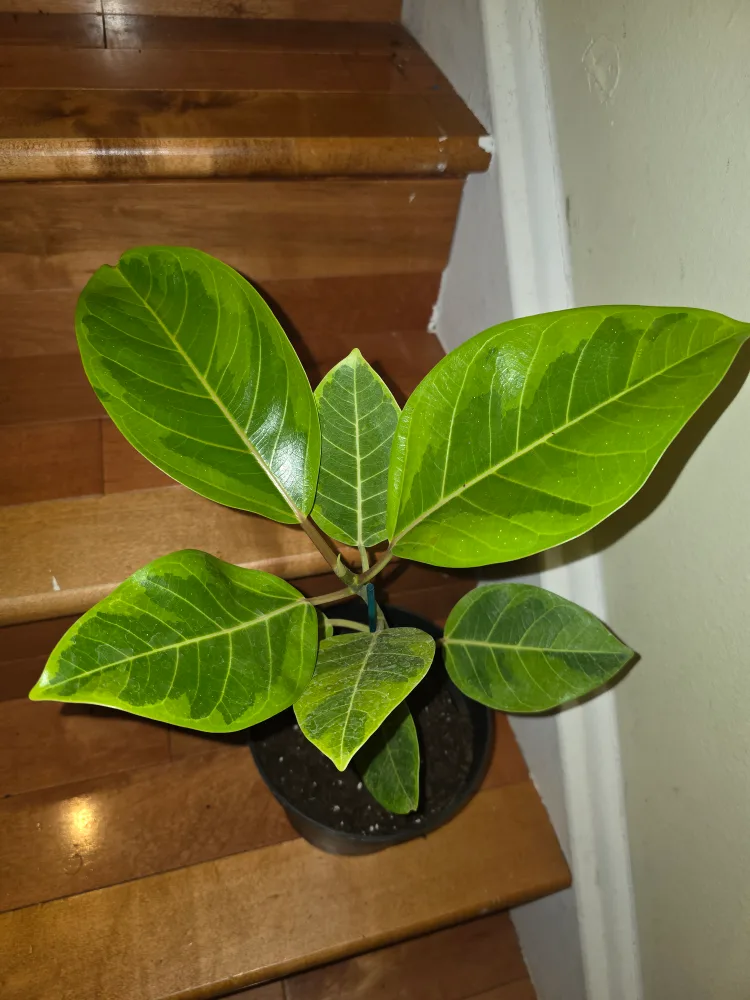 Ficus Yellow Gem thumbnail