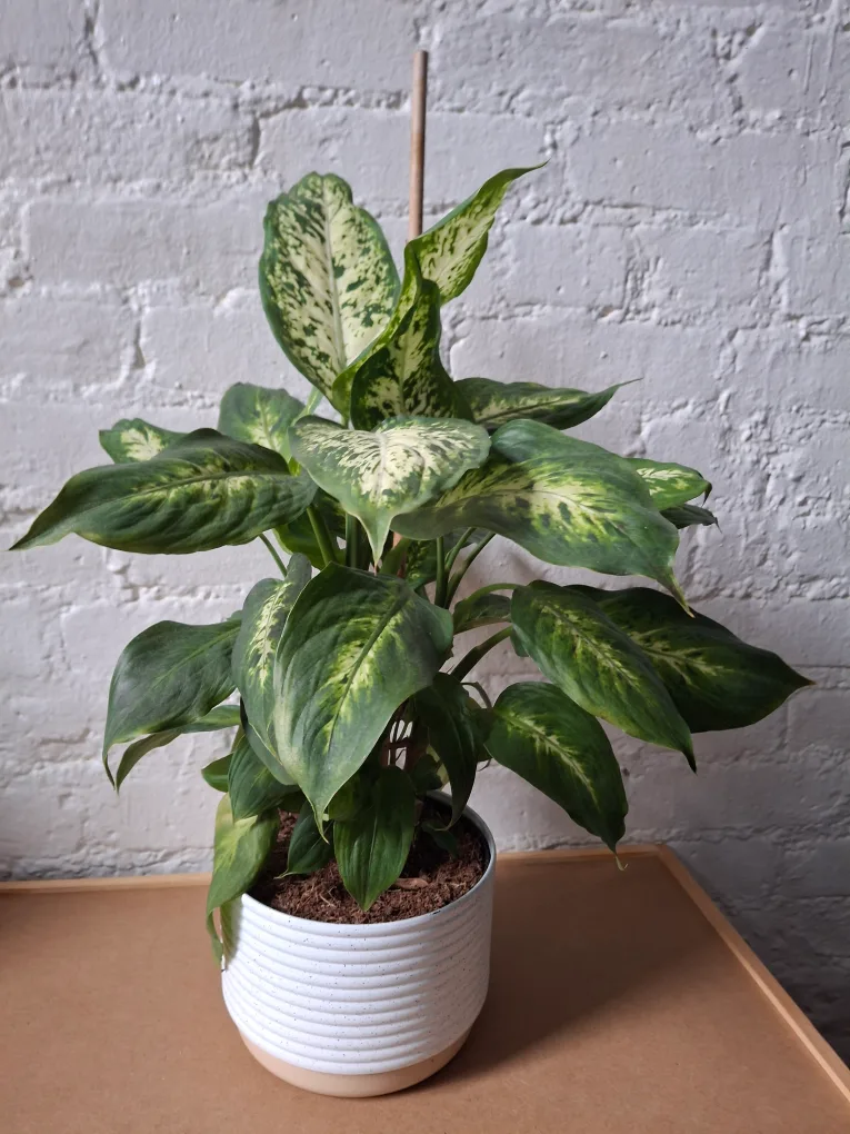 live Dieffenbachia Plant in White Striped Pot thumbnail