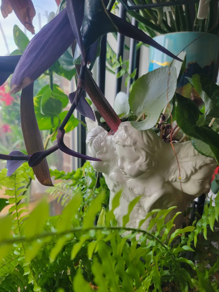 Angel Face Ceramic Planter image indicator(4)