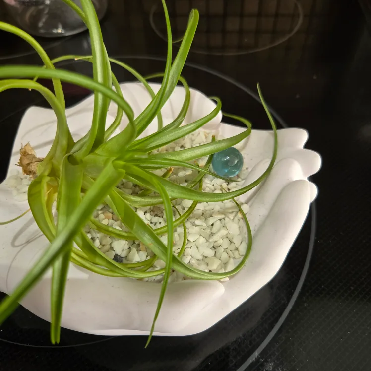 Air Plant in Hand-Shaped Planter image indicator(4)