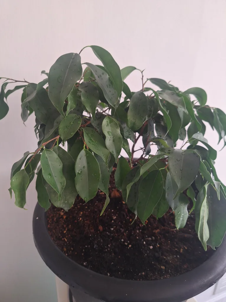 Potted Ficus Benjamina Plant image indicator(3)
