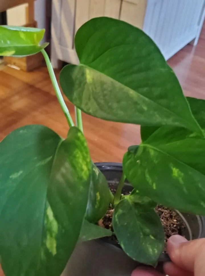 Pothos Plant image indicator(3)