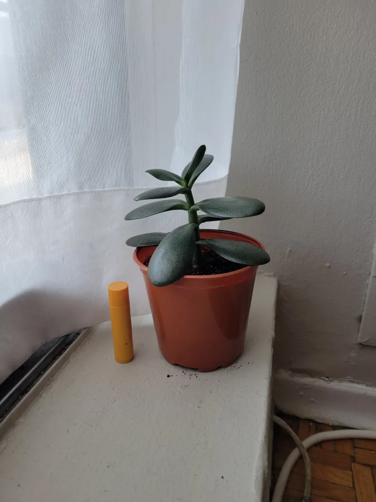 healthy jade plant thumbnail