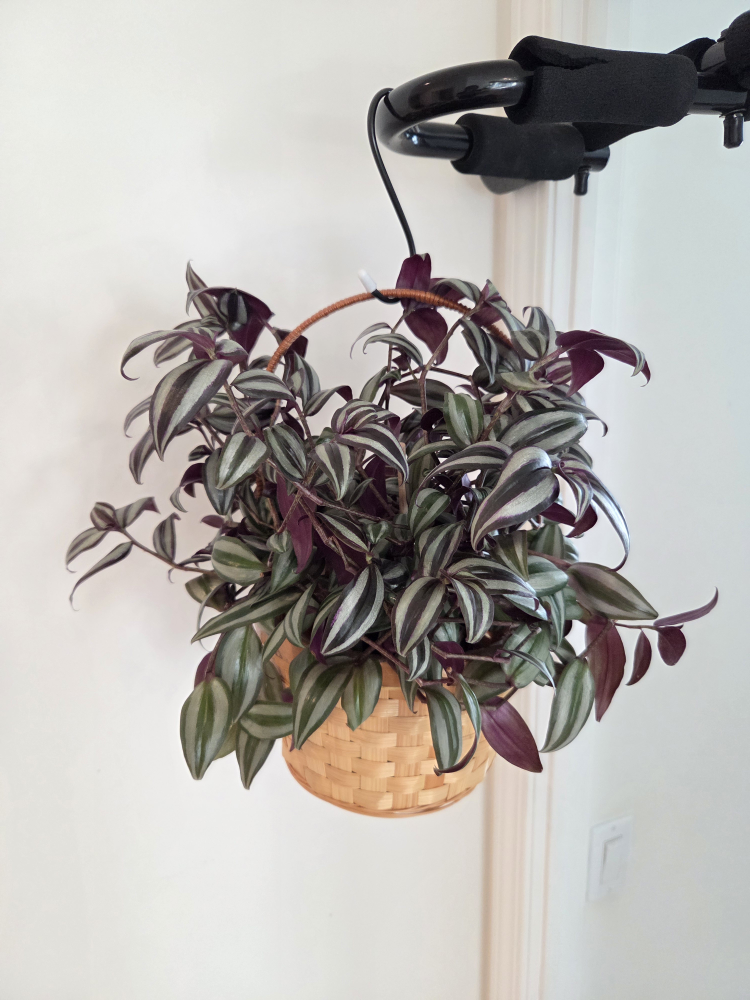 Wandering Jew Plant in Basket