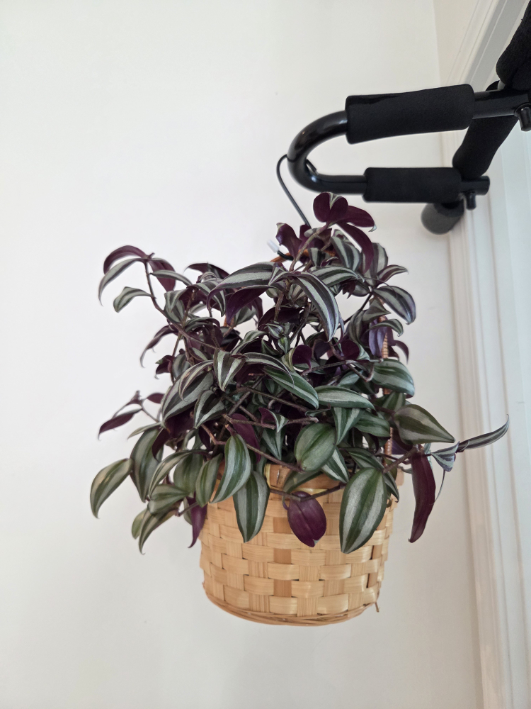 Wandering Jew Plant in Basket - photo 2
