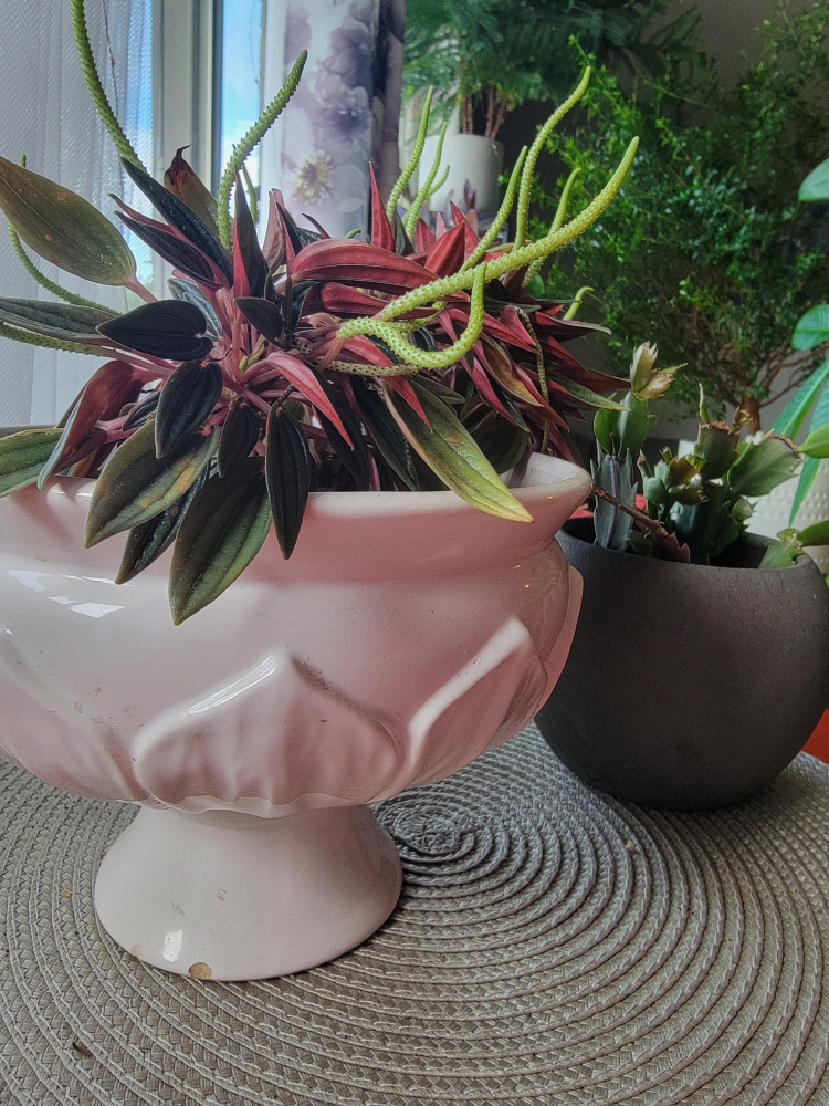 Potted Peperomia Plant and Christmas cactus