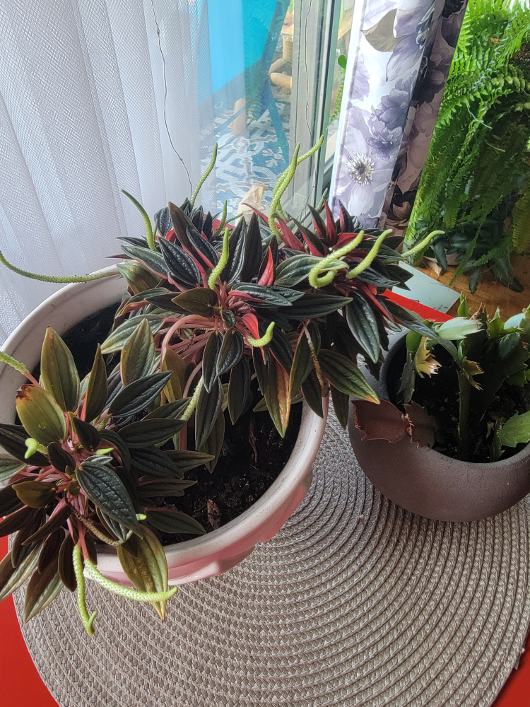 Potted Peperomia Plant and Christmas cactus - photo 2