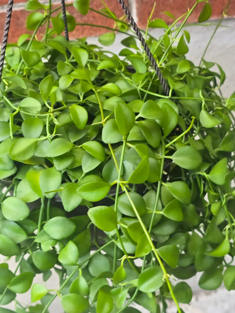 Hanging Dischidia Plant 8"hanging baskets image indicator(3)