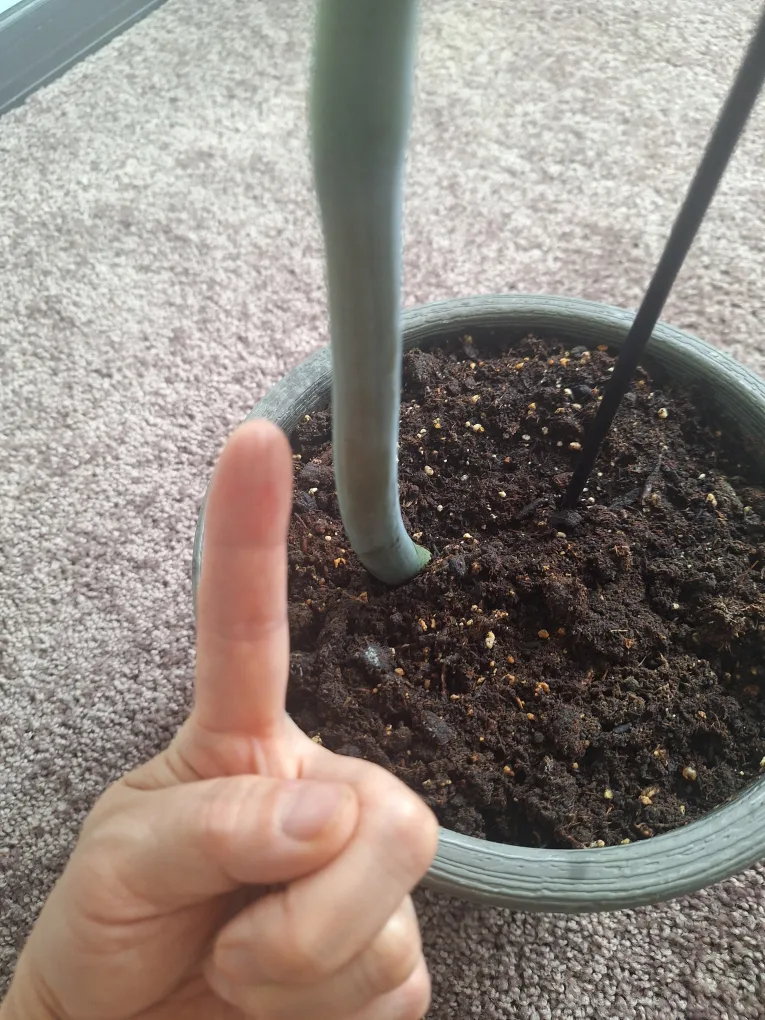 ZZ Plant in Decorative Pot image indicator(3)