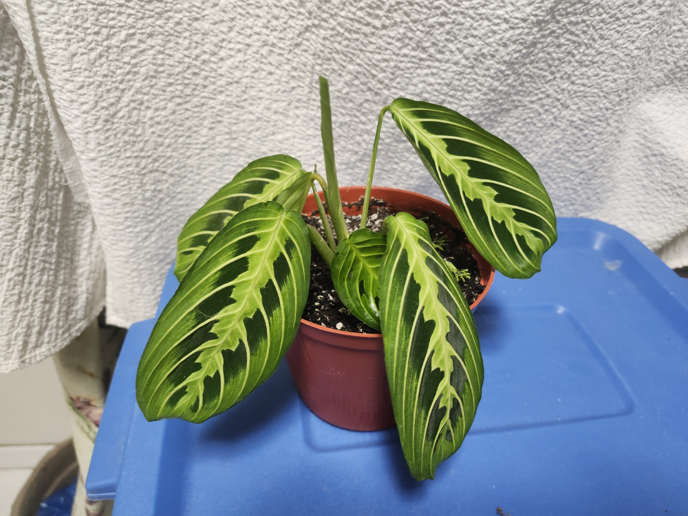 Lemon Lime Maranta Prayer Plant - photo 2