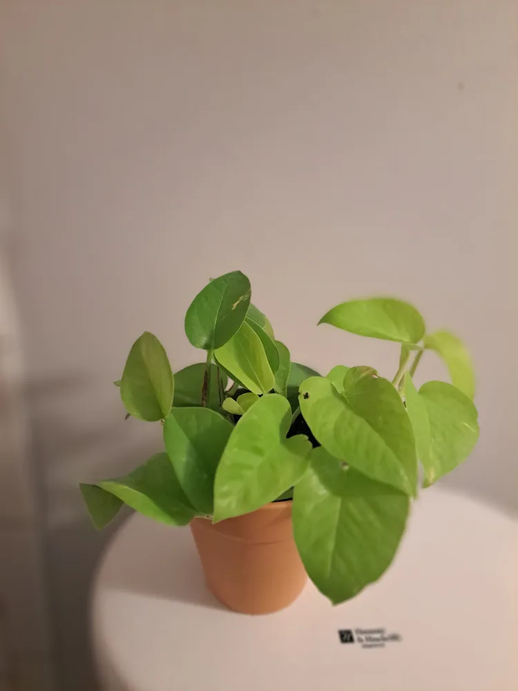 Potted Neon Pothos Plant thumbnail