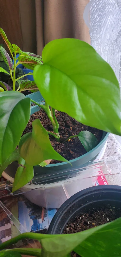 Monstera Adansonii Plant image indicator(4)