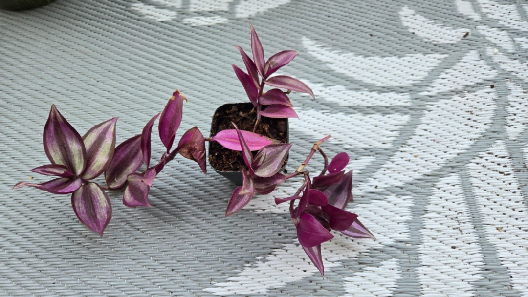 Tradescantia Tiny Plant - photo 2