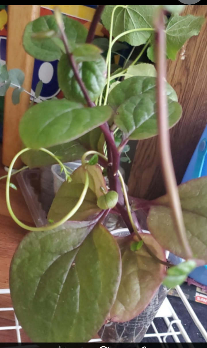 Malabar Spinach Plant - photo 4