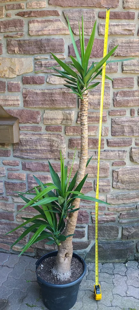 Giant Yucca Tree image indicator(3)