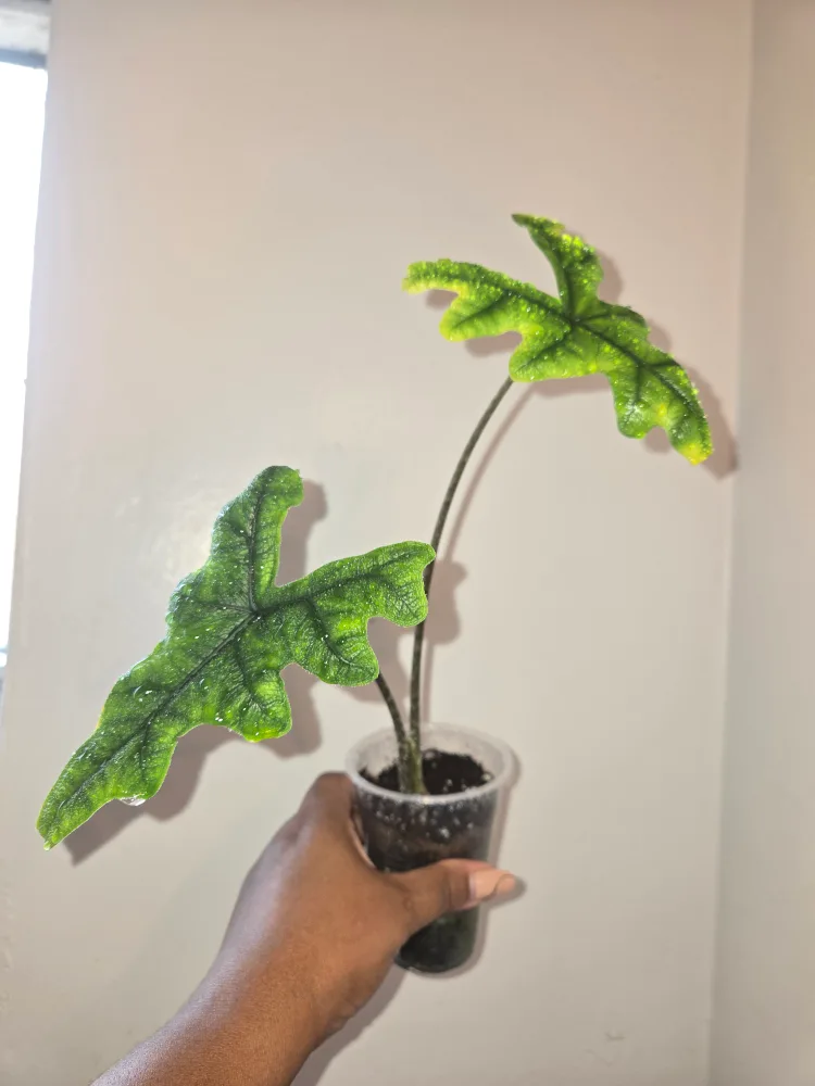 Alocasia Jacklyn Plant✨️🎃🪴 thumbnail