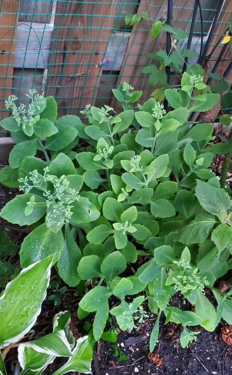 Sedum image indicator(2)