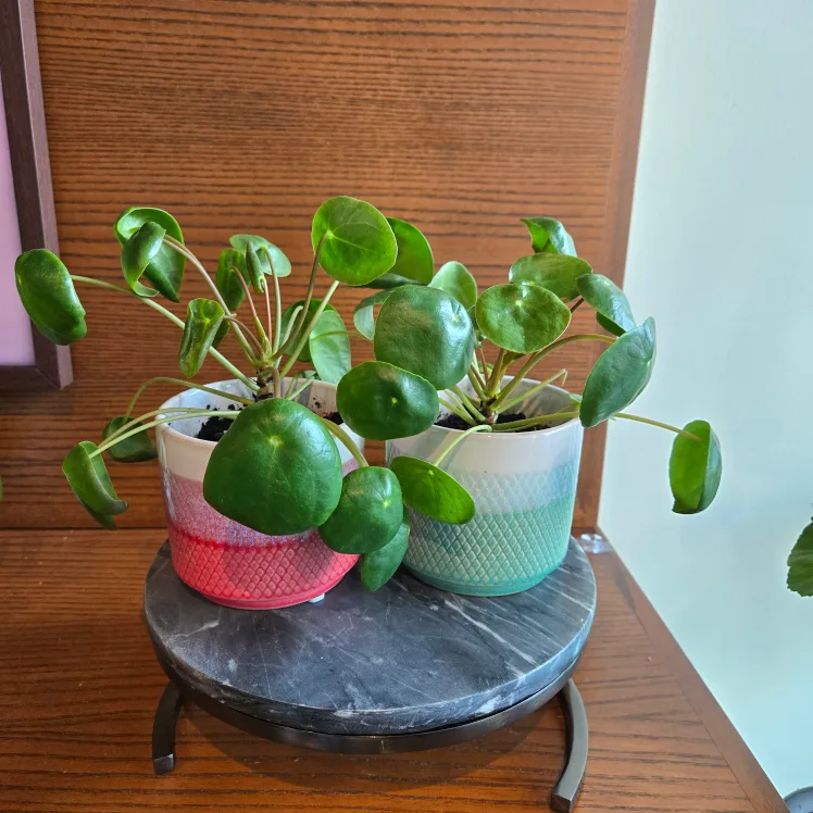 Pair of Pilea (Chinese Money Plants) with pots! 🪴 image indicator(4)