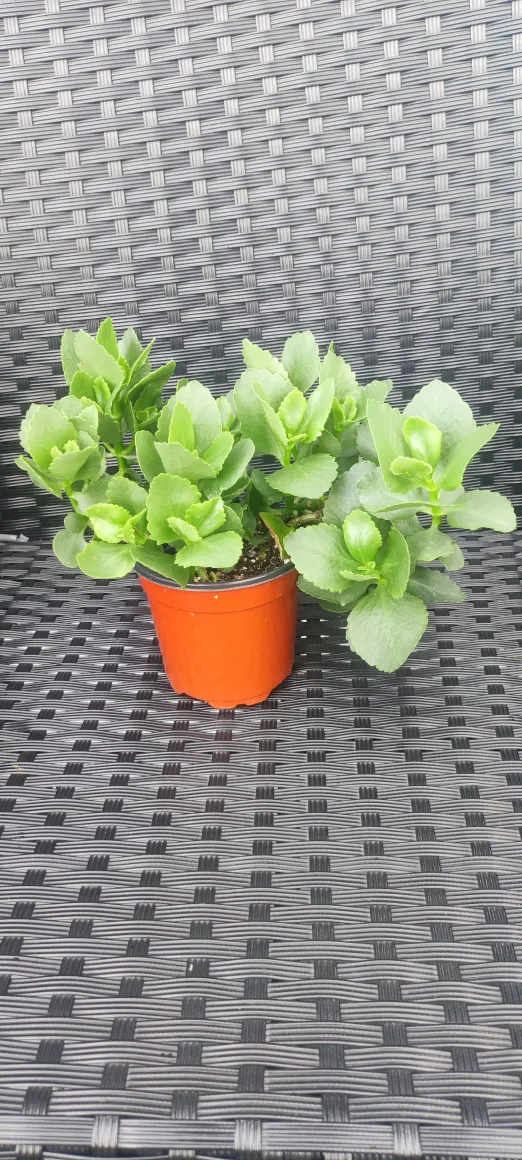 Potted Kalanchoe Plant🧡 thumbnail