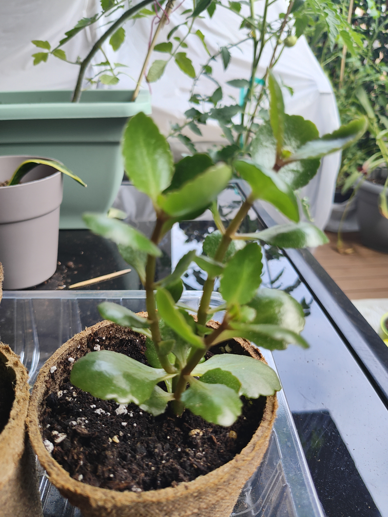 Pink & Yellow Potted Kalanchoe Plant - photo 2