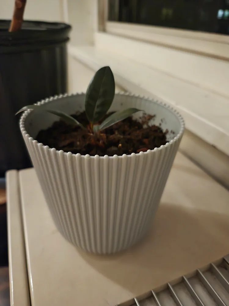 Small Rubber Plant in White Pot 🧡 thumbnail