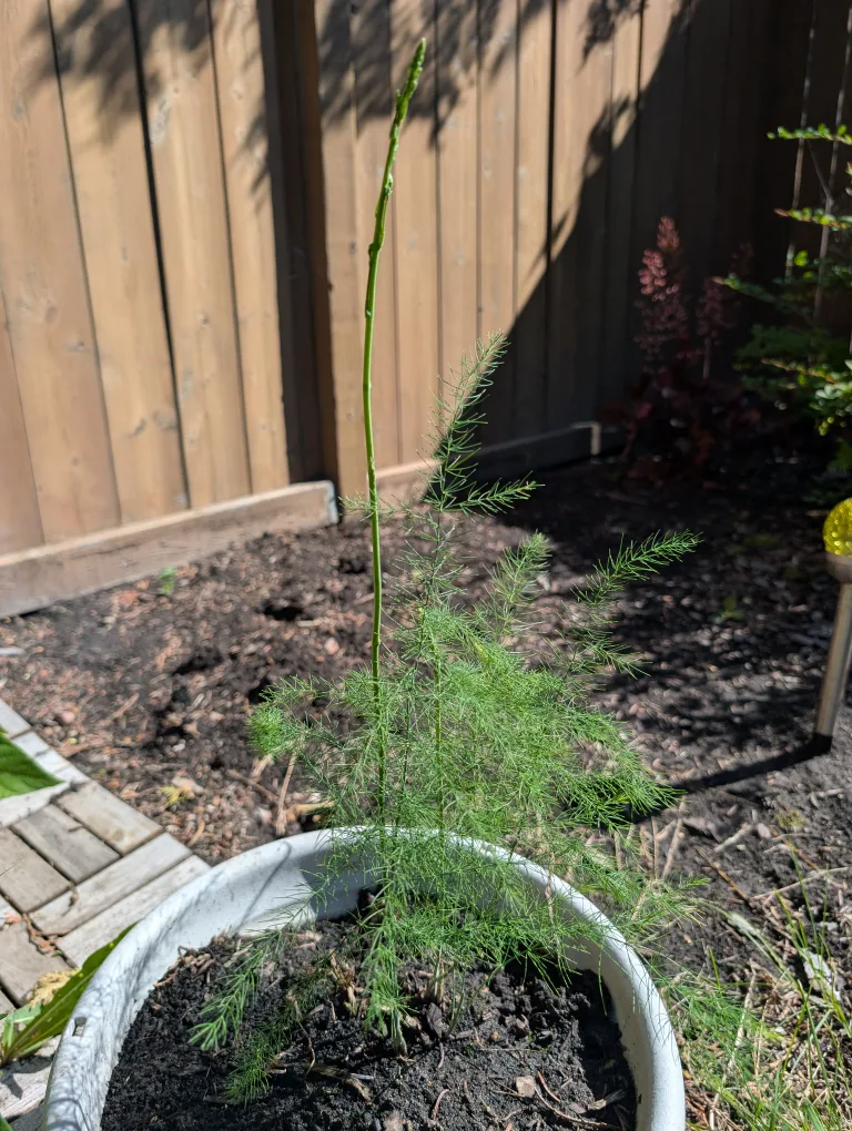 Asparagus Plant 🧡 thumbnail