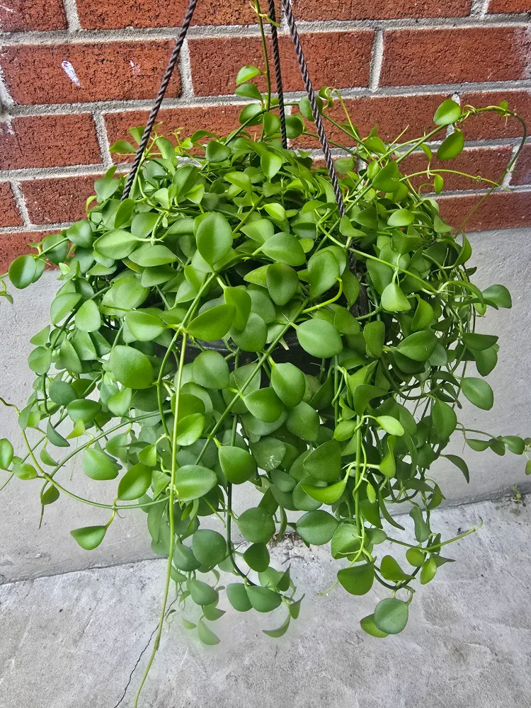 Hanging Dischidia Plant 8"hanging baskets image indicator(10)