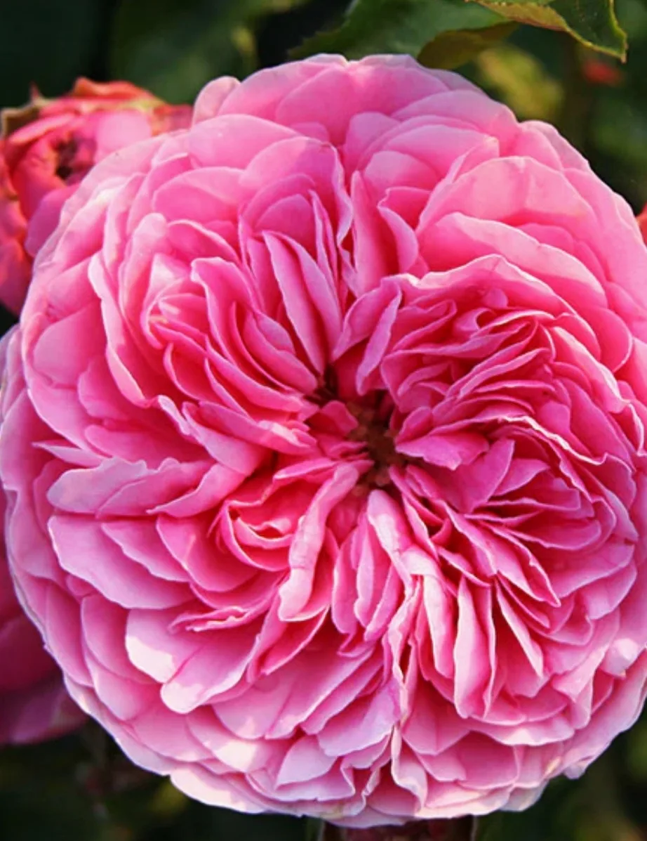 Leonardo Da Vinci image indicator(3)