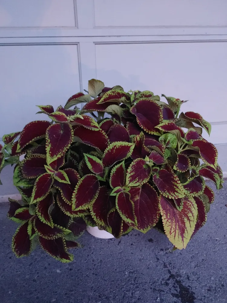 Coleus Plant buy one get one free thumbnail