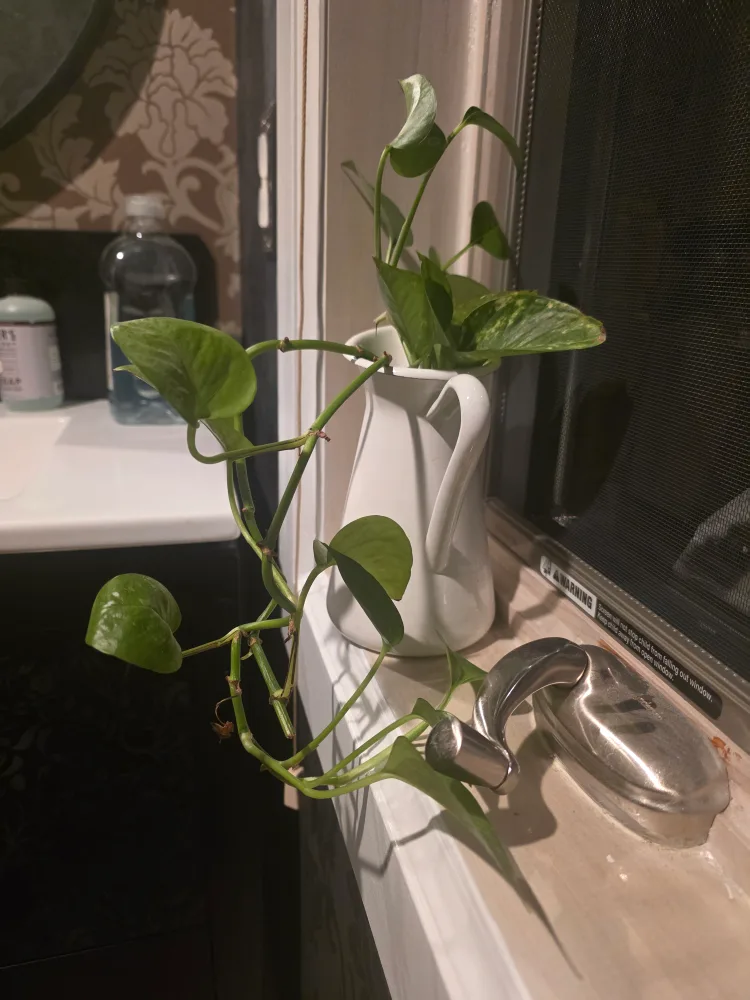 Pothos Plant in White Pitcher 🧡 thumbnail