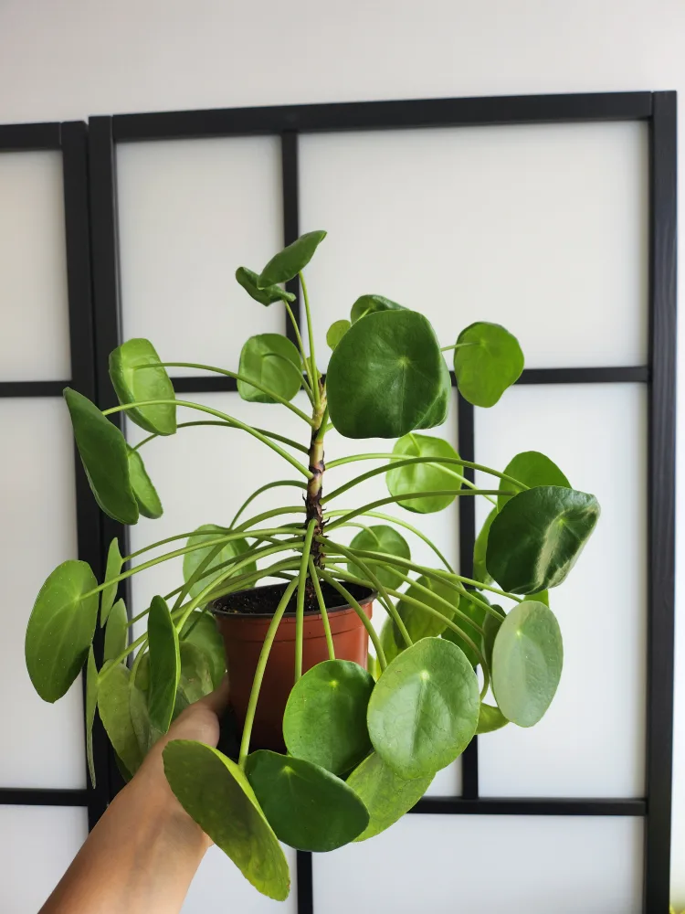 Pilea peperomioides - Chinese Money Plant 🧡 image indicator(2)