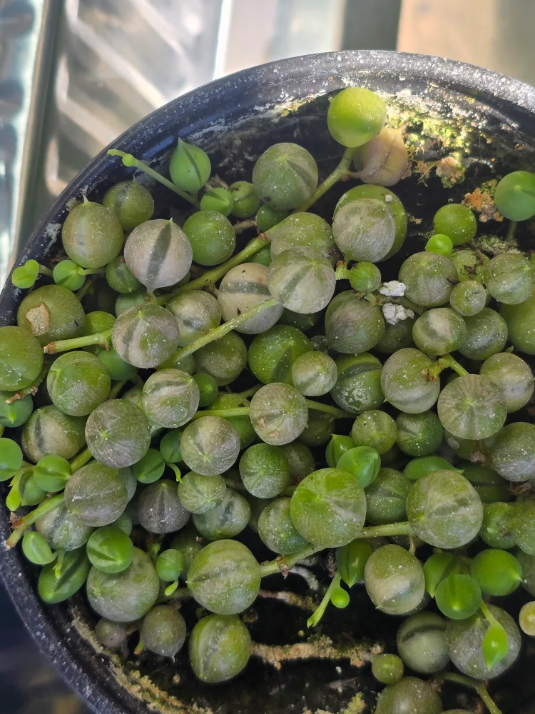 Variegated String of Pearls Plant image indicator(2)