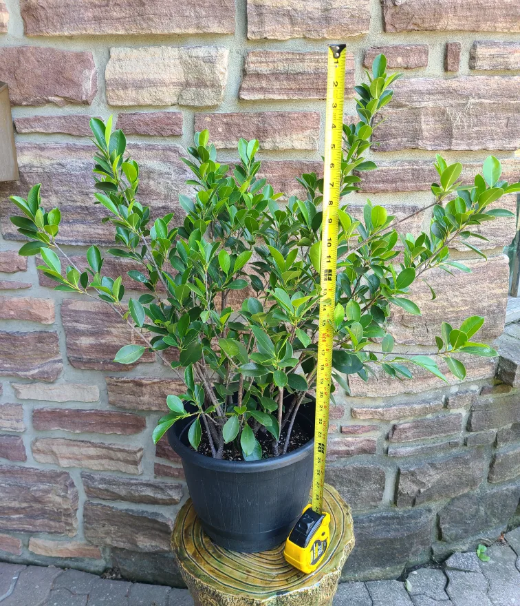 Ficus Plant #8 image indicator(3)