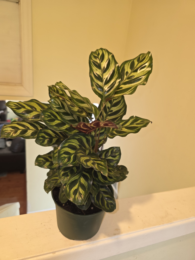 Calathea peacock plant
