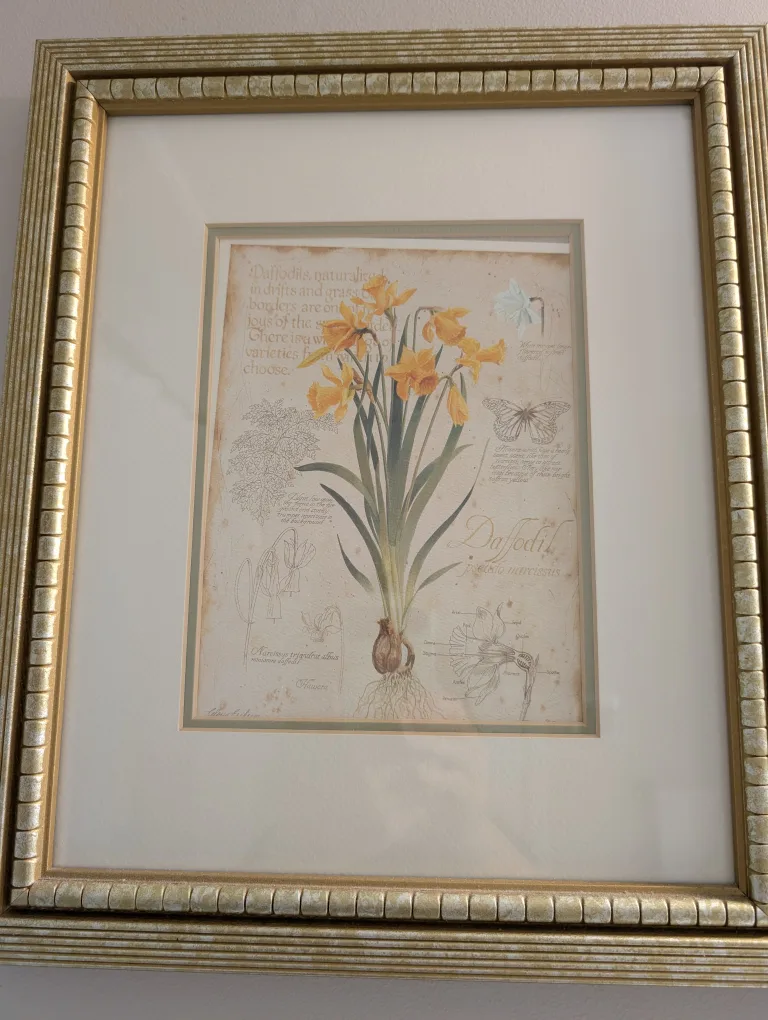 Framed Daffodil Art Print thumbnail