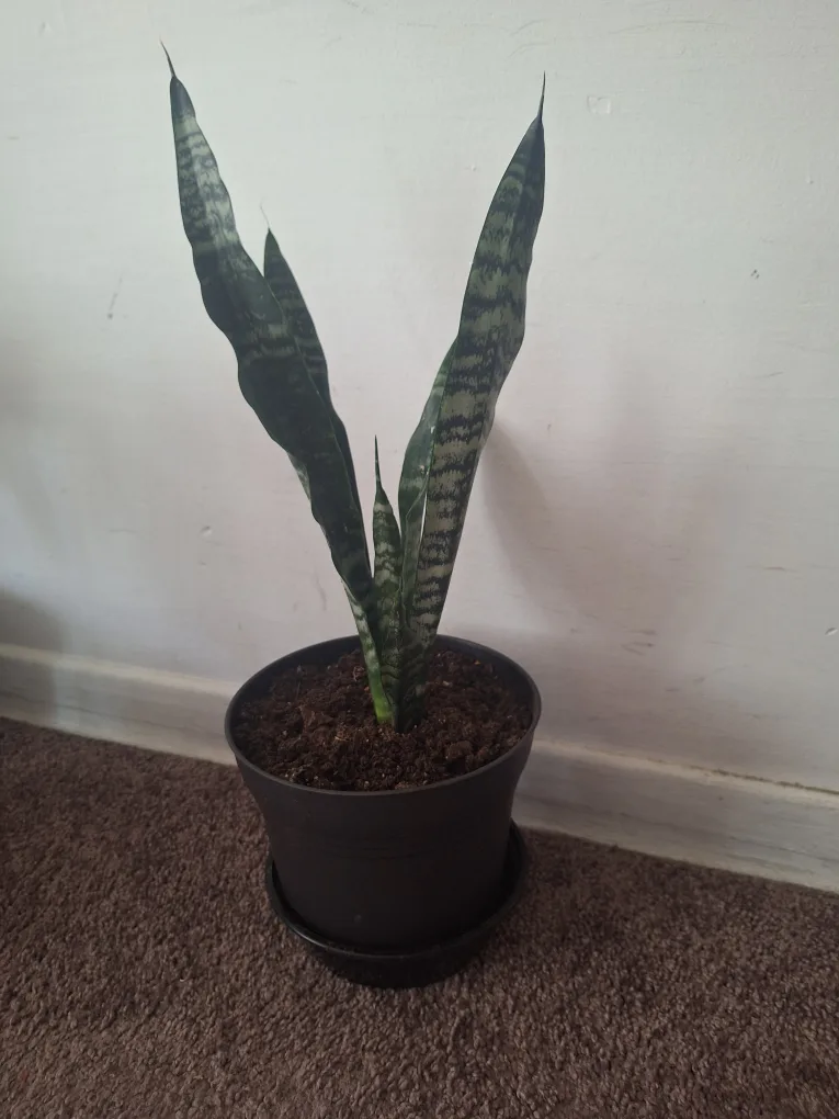 Snake Plant in Black Pot thumbnail