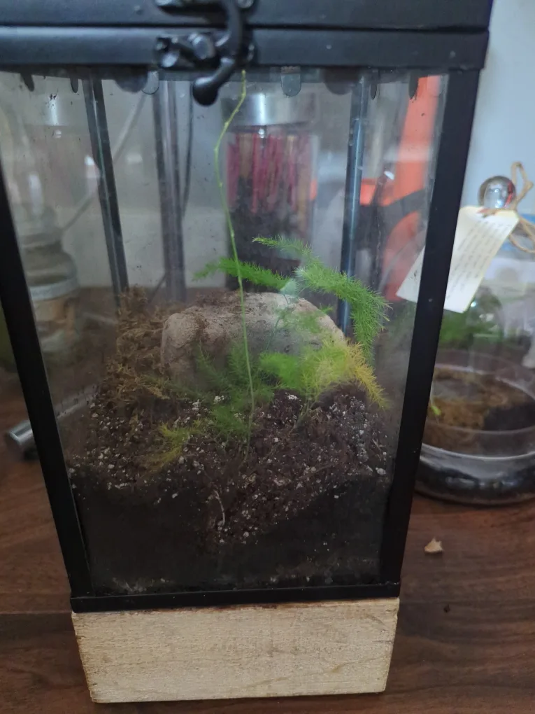 Self-Sustaining Terrarium image indicator(3)