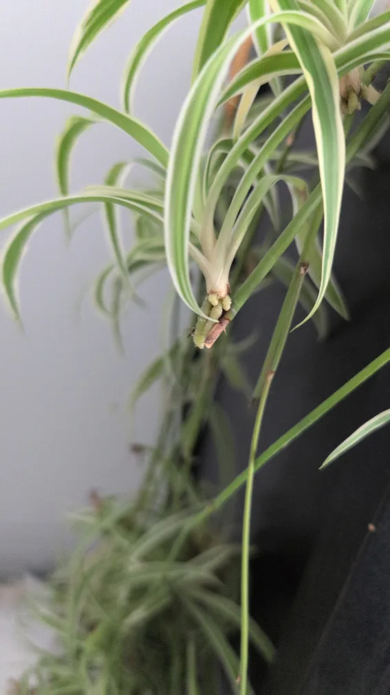 spider plant baby thumbnail