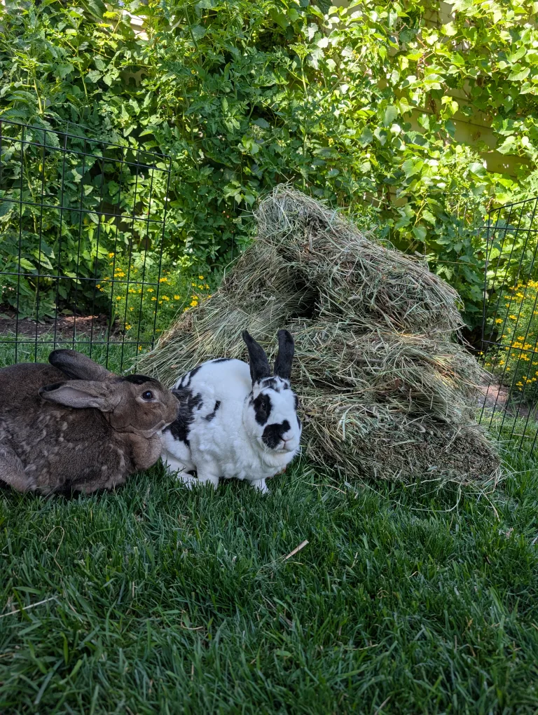 Timothy hay Approximately 2.5 kilograms image indicator(6)