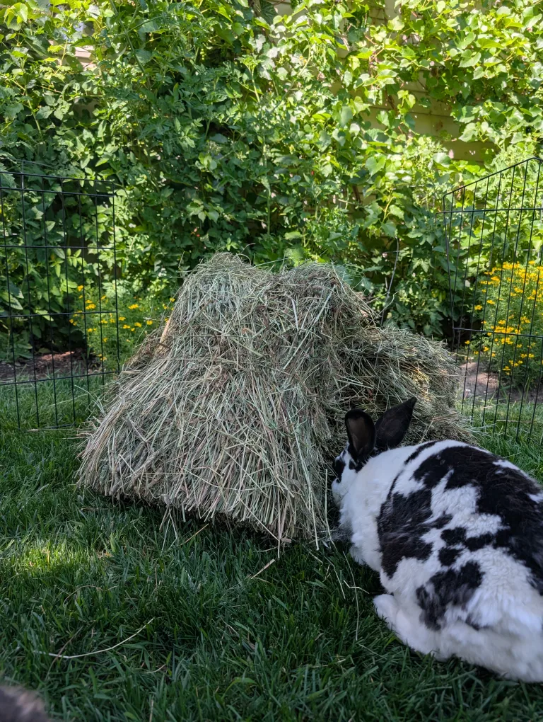 Timothy hay Approximately 2.5 kilograms image indicator(2)