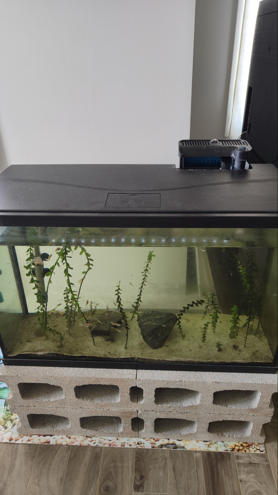 29 Gallon Fish Tank Aquarium - photo 4