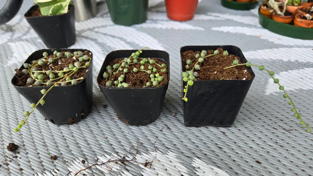 String of Pearls propagation cuttings image indicator(2)