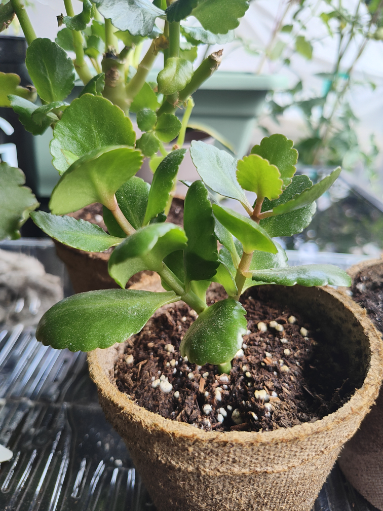 Pink & Yellow Potted Kalanchoe Plant - photo 3