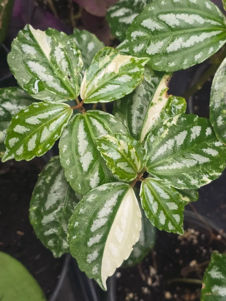 variegated aluminum plant image indicator(2)