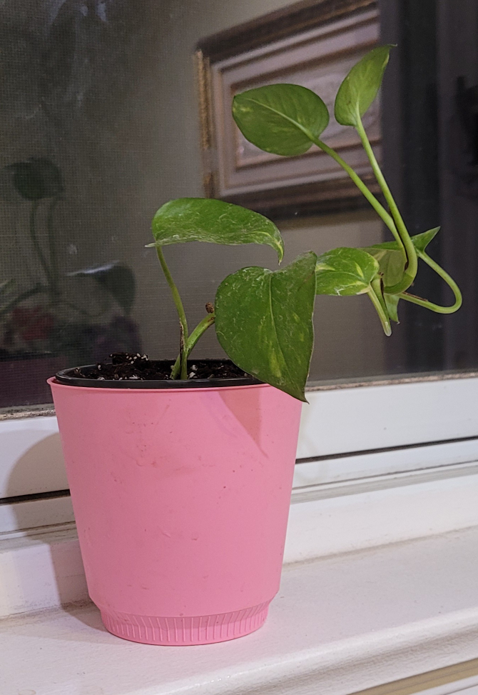 Potted Pothos Plant - photo 2