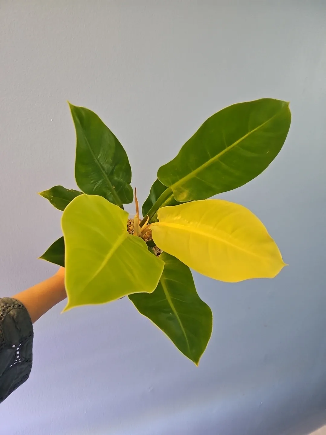 Philodendron Moonlight plant thumbnail