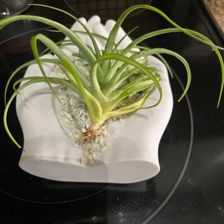 Air Plant in Hand-Shaped Planter image indicator(3)