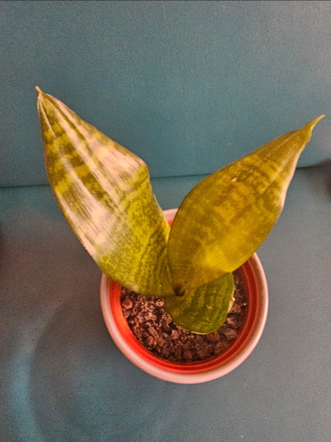 Snake Plant🧡 - photo 2